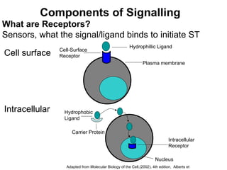 Components of Signalling What are Receptors? Sensors, what the signal/ligand binds to initiate ST  Cell surface   Intracellular   Hydrophillic Ligand Cell-Surface  Receptor Plasma membrane Hydrophobic  Ligand Carrier Protein Intracellular Receptor Nucleus Adapted from Molecular Biology of the Cell,(2002), 4th edition,  Alberts et al.  