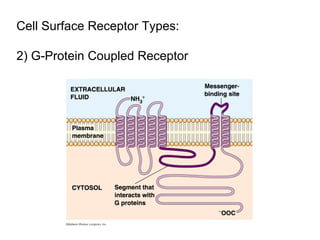 Cell Surface Receptor Types: 2) G-Protein Coupled Receptor 