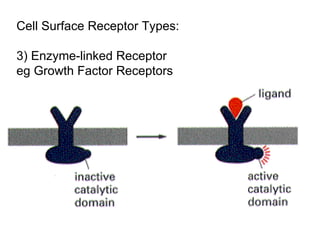 Cell Surface Receptor Types: 3) Enzyme-linked Receptor  eg Growth Factor Receptors 
