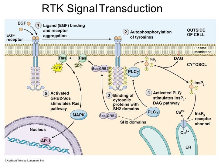 signal transduction pathway