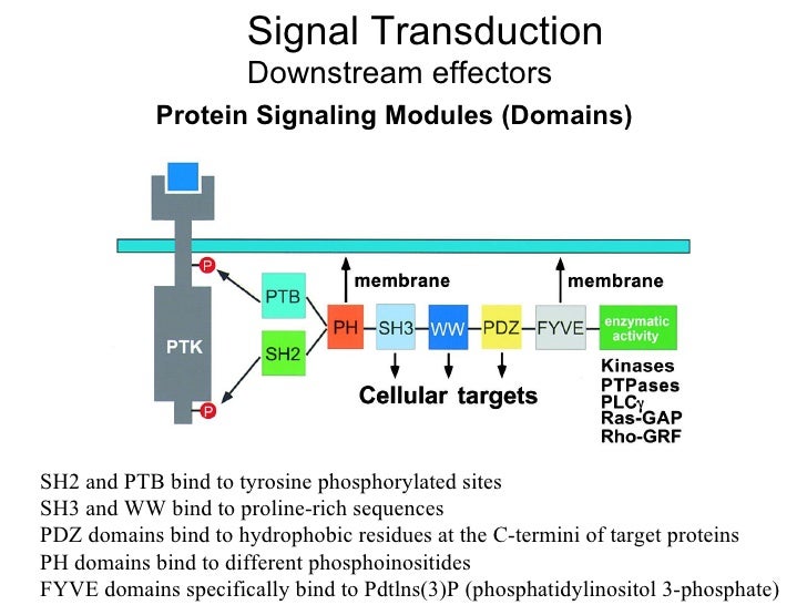Cancer signaltransduction
