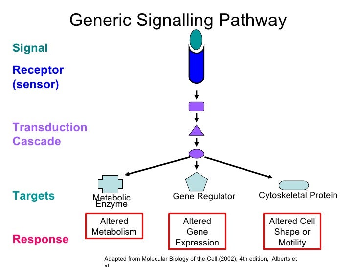 signal transduction pathway