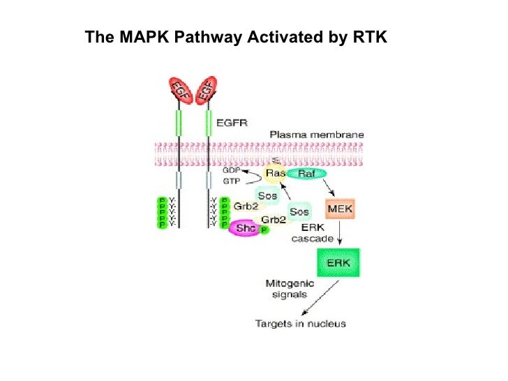 Cancer signaltransduction