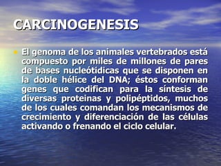 CARCINOGENESIS El genoma de los animales vertebrados está compuesto por miles de millones de pares de bases nucleótidicas que se disponen en la doble hélice del DNA; éstos conforman genes que codifican para la síntesis de diversas proteinas y polipéptidos, muchos de los cuales comandan los mecanismos de crecimiento y diferenciación de las células activando o frenando el ciclo celular. 