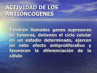 ACTIVIDAD DE LOS ANTIONCOGENES También llamados genes supresores de tumores, detienen el ciclo celular en un estadio determinado, ejercen un neto efecto antiproliferativo y favorecen la diferenciación de la célula 