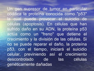 Un gen supresor de tumor en particular codifica la proteína conocida como "p53" la cual puede provocar el suicidio de células (apoptosis). En células que han sufrido daño en su ADN, la proteína p53 actúa como un "freno" que detiene el crecimiento y la división de las células. Si no se puede reparar el daño, la proteína p53, con el tiempo, iniciará el suicidio celular, previniendo así el crecimiento descontrolado de las células genéticamente dañadas  