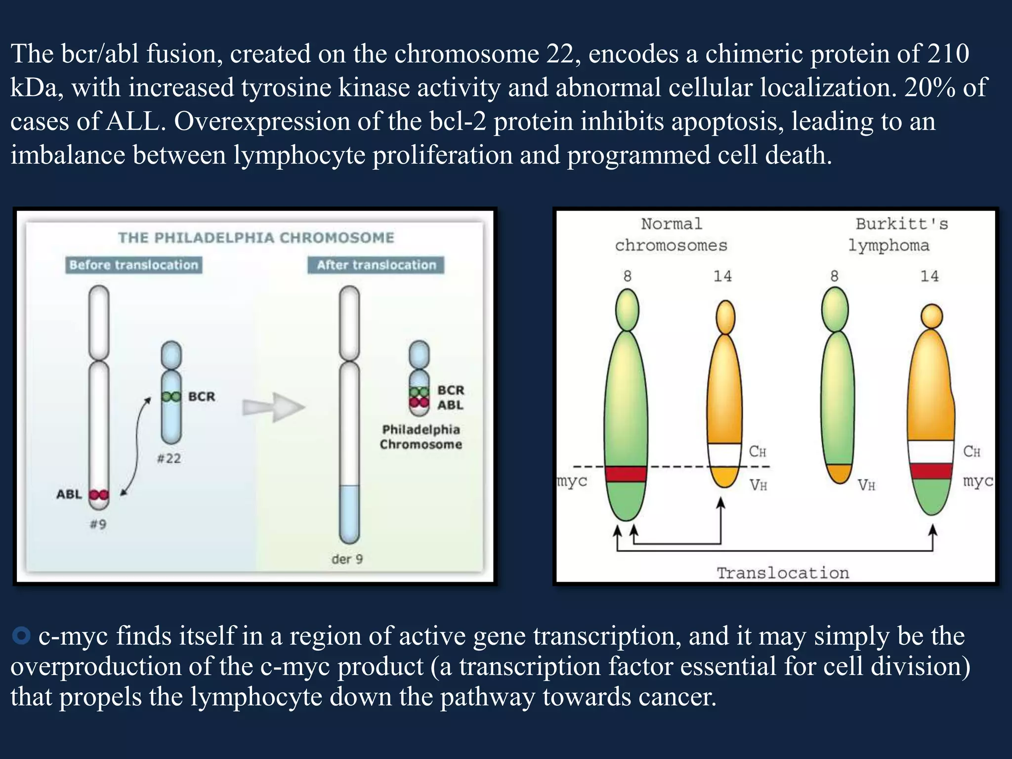 The bcr/abl fusion, created on the chromosome 22, encodes a chimeric protein of 210
kDa, with increased tyrosine kinase activity and abnormal cellular localization. 20% of
cases of ALL. Overexpression of the bcl-2 protein inhibits apoptosis, leading to an
imbalance between lymphocyte proliferation and programmed cell death.
 c-myc finds itself in a region of active gene transcription, and it may simply be the
overproduction of the c-myc product (a transcription factor essential for cell division)
that propels the lymphocyte down the pathway towards cancer.
 