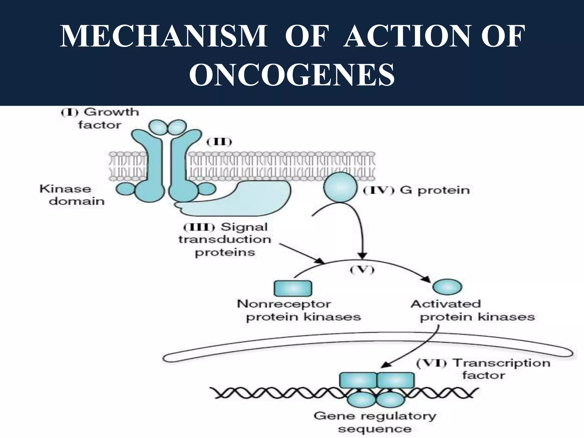 MECHANISM OF ACTION OF
ONCOGENES
 