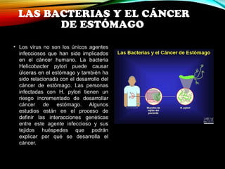 LAS BACTERIAS Y EL CÁNCER 
DE ESTÓMAGO 
• Los virus no son los únicos agentes 
infecciosos que han sido implicados 
en el cáncer humano. La bacteria 
Helicobacter pylori puede causar 
úlceras en el estómago y también ha 
sido relacionada con el desarrollo del 
cáncer de estómago. Las personas 
infectadas con H. pylori tienen un 
riesgo incrementado de desarrollar 
cáncer de estómago. Algunos 
estudios están en el proceso de 
definir las interacciones genéticas 
entre este agente infeccioso y sus 
tejidos huéspedes que podrán 
explicar por qué se desarrolla el 
cáncer. 
 