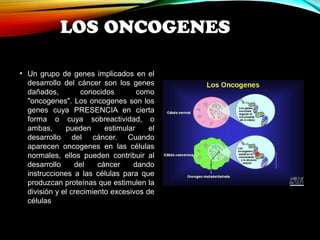 LOS ONCOGENES 
• Un grupo de genes implicados en el 
desarrollo del cáncer son los genes 
dañados, conocidos como 
"oncogenes". Los oncogenes son los 
genes cuya PRESENCIA en cierta 
forma o cuya sobreactividad, o 
ambas, pueden estimular el 
desarrollo del cáncer. Cuando 
aparecen oncogenes en las células 
normales, ellos pueden contribuir al 
desarrollo del cáncer dando 
instrucciones a las células para que 
produzcan proteínas que estimulen la 
división y el crecimiento excesivos de 
células 
 