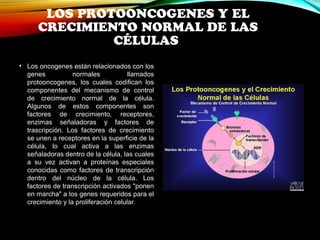 LOS PROTOONCOGENES Y EL 
CRECIMIENTO NORMAL DE LAS 
CÉLULAS 
• Los oncogenes están relacionados con los 
genes normales llamados 
protooncogenes, los cuales codifican los 
componentes del mecanismo de control 
de crecimiento normal de la célula. 
Algunos de estos componentes son 
factores de crecimiento, receptores, 
enzimas señaladoras y factores de 
trascripción. Los factores de crecimiento 
se unen a receptores en la superficie de la 
célula, lo cual activa a las enzimas 
señaladoras dentro de la célula, las cuales 
a su vez activan a proteínas especiales 
conocidas como factores de transcripción 
dentro del núcleo de la célula. Los 
factores de transcripción activados "ponen 
en marcha" a los genes requeridos para el 
crecimiento y la proliferación celular. 
 
