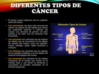 DIFERENTES TIPOS DE 
CÁNCER 
• El cáncer puede originarse casi en cualquier 
parte del cuerpo. 
• Los carcinomas, los tipos más comunes de 
cáncer, se originan de las células que cubren 
las superficies externas e internas del 
cuerpo. Los cánceres de pulmón, de seno 
(mama) y de colon son los cánceres más 
frecuentes. 
• Los sarcomas son cánceres que se originan 
de células que se encuentran en los tejidos 
de soporte del cuerpo, como por ejemplo, 
hueso, cartílago, grasa, tejido conectivo y 
músculo. 
• Los linfomas son cánceres que se originan 
en los ganglios linfáticos y en los tejidos del 
sistema inmunológico del cuerpo. 
• Las leucemias son cánceres de las células 
inmaduras de la sangre que crecen en la 
médula ósea y que tienen la tendencia a 
acumularse en grandes cantidades en el 
torrente sanguíneo. 
 