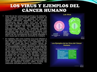 LOS VIRUS Y EJEMPLOS DEL 
CÁNCER HUMANO 
• Además de las substancias químicas y la radiación, 
unos cuantos virus también pueden provocar el 
desarrollo del cáncer. En general, los virus son 
agentes infecciosos pequeños que no pueden 
reproducirse por sí solos, sino que penetran 
dentro de las células vivas y causan que la célula 
infectada produzca más copias del virus. Al igual 
que las células, los virus almacenan sus 
instrucciones genéticas en moléculas grandes 
llamadas ácidos nucleicos. En el caso de los virus 
del cáncer, algo de la información genética viral 
transportada en estos ácidos nucleicos se inserta 
dentro de los cromosomas de la célula infectada y 
esto causa que la célula se convierta en maligna. 
• En realidad, sólo unos cuantos virus que infectan a 
las células humanas causan el cáncer. Incluidos en 
esta categoría están los virus implicados en el 
cáncer del cuello del útero (matriz), cáncer de 
hígado y ciertos linfomas, leucemias y sarcomas. 
La susceptibilidad a estos cánceres puede algunas 
veces transmitirse de persona a persona a través 
de un virus infectante, aunque tales eventos son 
responsables únicamente de una pequeña fracción 
de los cánceres humanos. Por ejemplo, el riesgo 
de desarrollar cáncer del cuello del útero (matriz) 
aumenta en las mujeres con múltiples parejas 
sexuales y es especialmente alto en las mujeres 
que se casan con hombres cuyas previas esposas 
hayan tenido esta enfermedad. La transmisión del 
virus del papiloma humano (VPH) durante las 
relaciones sexuales parece estar involucrada. 
 