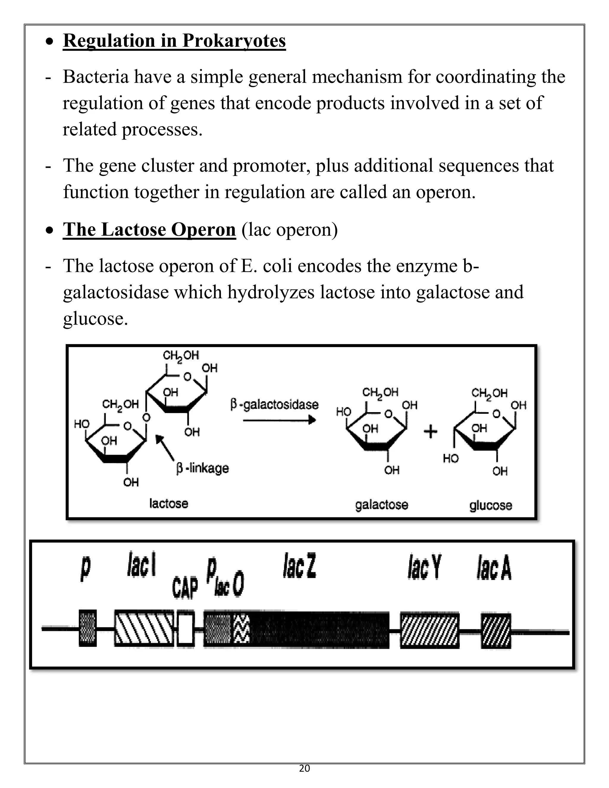 20
 Regulation in Prokaryotes
- Bacteria have a simple general mechanism for coordinating the
regulation of genes that encode products involved in a set of
related processes.
- The gene cluster and promoter, plus additional sequences that
function together in regulation are called an operon.
 The Lactose Operon (lac operon)
- The lactose operon of E. coli encodes the enzyme b-
galactosidase which hydrolyzes lactose into galactose and
glucose.
 