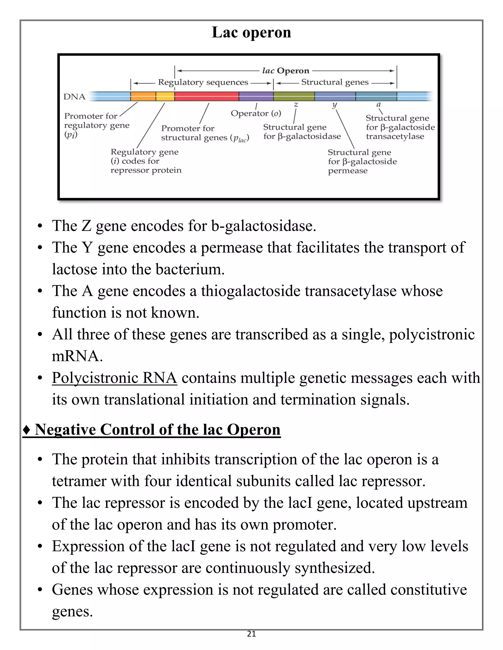 21
Lac operon
• The Z gene encodes for b-galactosidase.
• The Y gene encodes a permease that facilitates the transport of
lactose into the bacterium.
• The A gene encodes a thiogalactoside transacetylase whose
function is not known.
• All three of these genes are transcribed as a single, polycistronic
mRNA.
• Polycistronic RNA contains multiple genetic messages each with
its own translational initiation and termination signals.
♦ Negative Control of the lac Operon
• The protein that inhibits transcription of the lac operon is a
tetramer with four identical subunits called lac repressor.
• The lac repressor is encoded by the lacI gene, located upstream
of the lac operon and has its own promoter.
• Expression of the lacI gene is not regulated and very low levels
of the lac repressor are continuously synthesized.
• Genes whose expression is not regulated are called constitutive
genes.
 