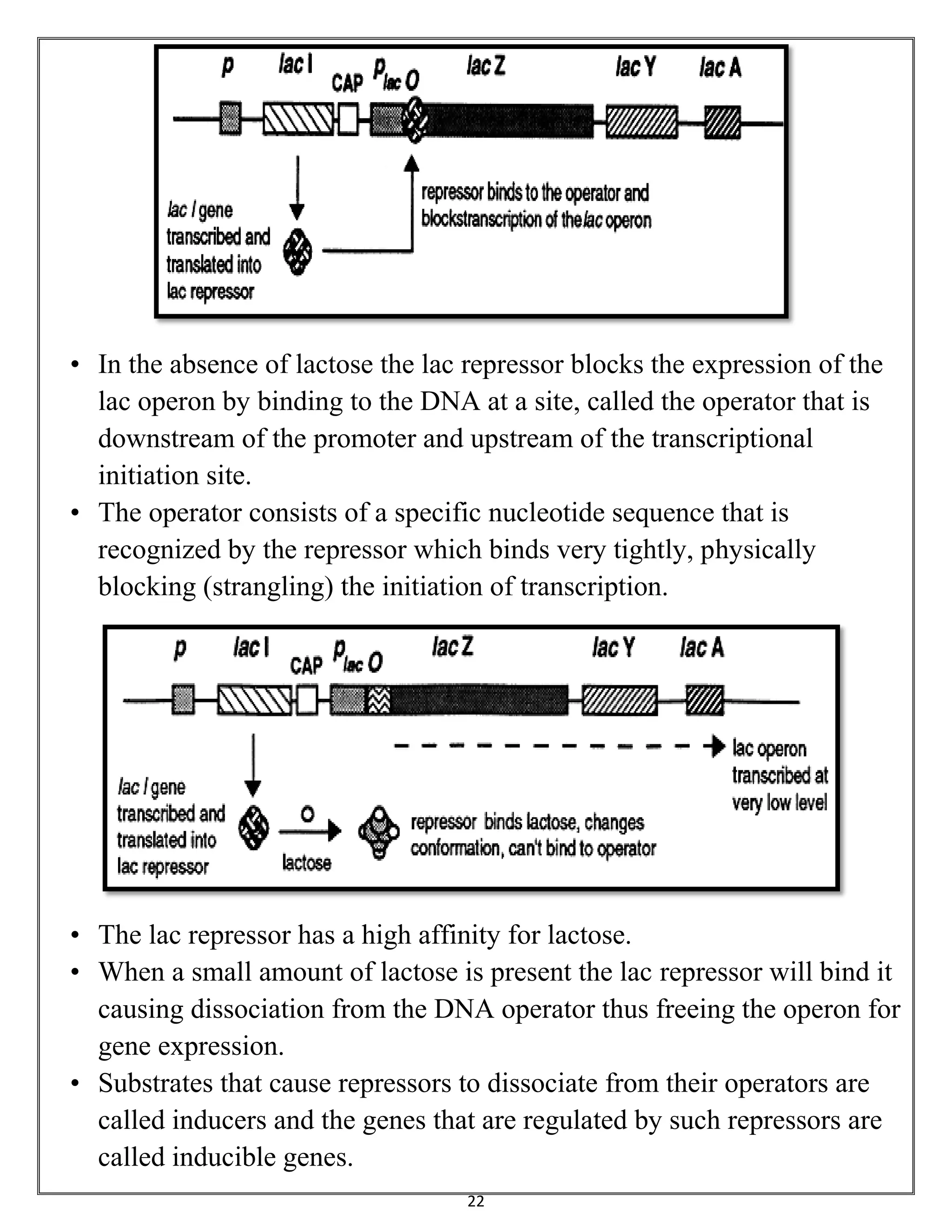 22
• In the absence of lactose the lac repressor blocks the expression of the
lac operon by binding to the DNA at a site, called the operator that is
downstream of the promoter and upstream of the transcriptional
initiation site.
• The operator consists of a specific nucleotide sequence that is
recognized by the repressor which binds very tightly, physically
blocking (strangling) the initiation of transcription.
• The lac repressor has a high affinity for lactose.
• When a small amount of lactose is present the lac repressor will bind it
causing dissociation from the DNA operator thus freeing the operon for
gene expression.
• Substrates that cause repressors to dissociate from their operators are
called inducers and the genes that are regulated by such repressors are
called inducible genes.
 