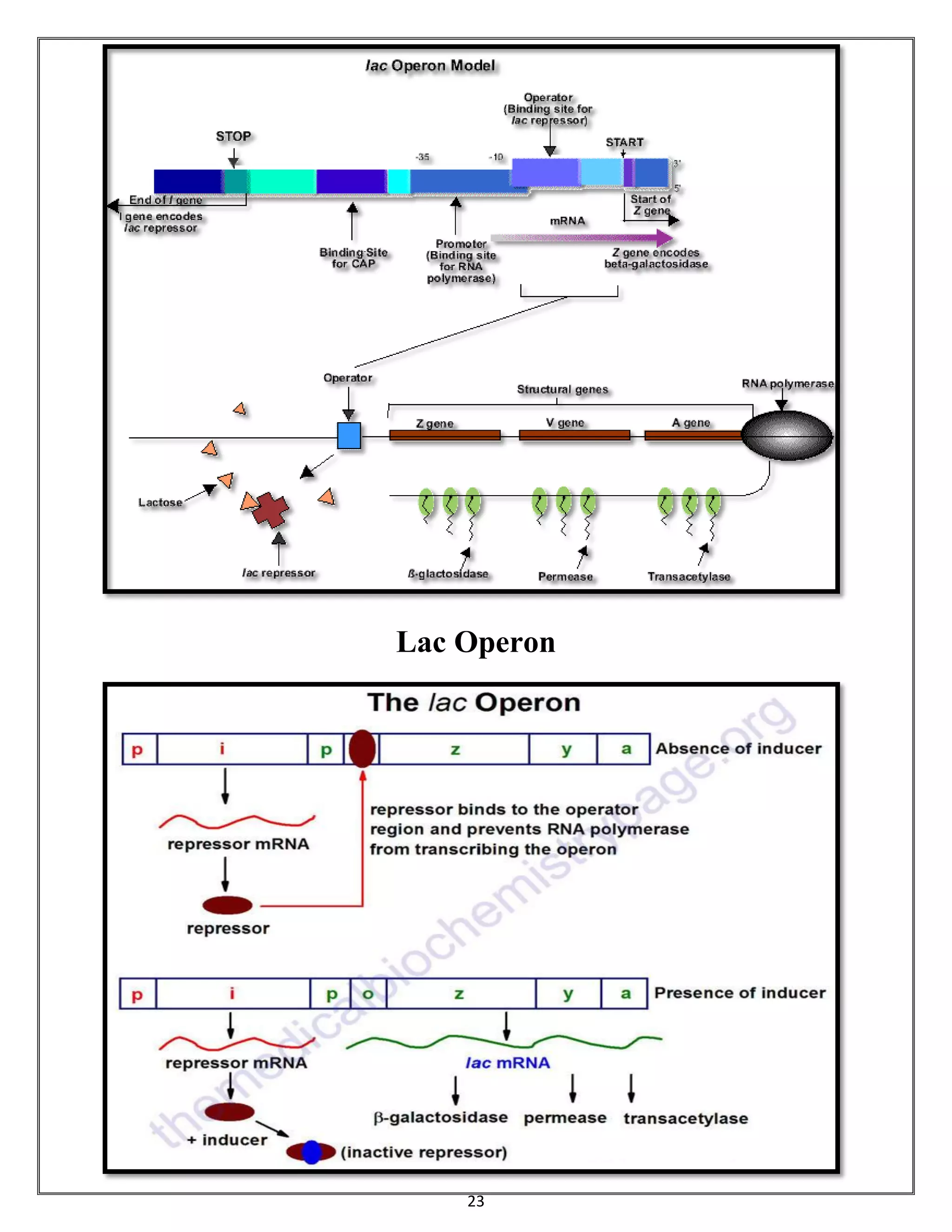 23
Lac Operon
 