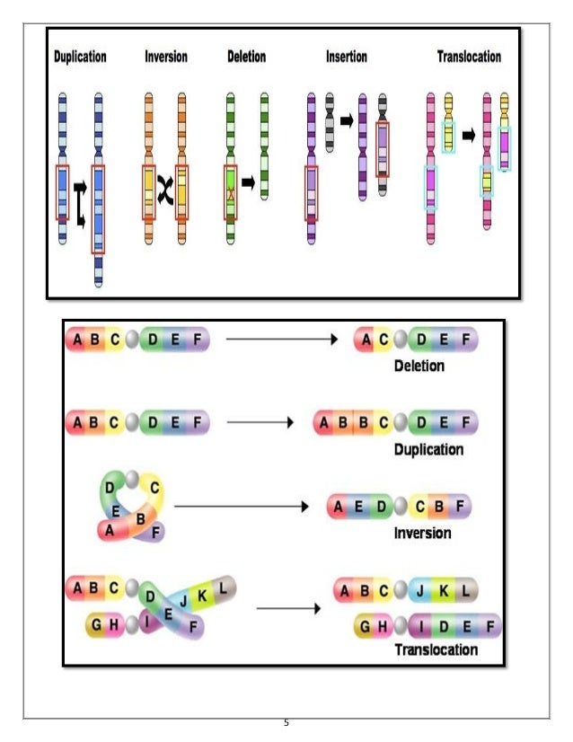 Gene mutation & Chromosomal Mutations