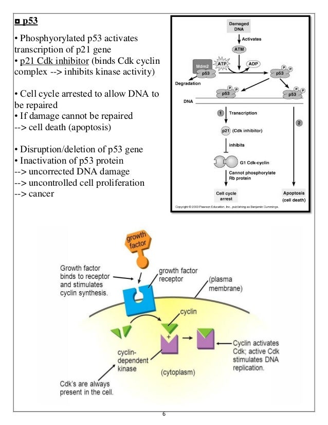 ONCOGENES Biology Diagrams