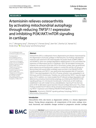 Artemisinin relieves osteoarthritis
by activating mitochondrial autophagy
through reducing TNFSF11 expression
and inhibiting PI3K/AKT/mTOR signaling
in cartilage
Jin Li1†
, Mengqing Jiang2†
, Zhentang Yu3
, Chenwei Xiong3
, Jieen Pan1
, Zhenhai Cai1
, Nanwei Xu3
,
Xindie Zhou3*
, Yong Huang3
and Zhicheng Yang3*
Introduction
Osteoarthritis (OA), also known as degenerative arthritis, is a chronic degenerative
disease. During disease progression, all compartments of the joints undergo struc‑
tural, functional, and metabolic changes involved in progressive articular cartilage
Abstract
Osteoarthritis (OA) is a widespread chronic degenerative joint disease characterized by
the degeneration of articular cartilage or inflamed joints. Our findings indicated that
treatment with artemisinin (AT) downregulates the protein levels of MMP3, MMP13,
and ADAMTS5, which are cartilage degradation-related proteins in OA, and inhibits the
expression of inflammatory factors in interleukin-1β (IL-1β)-stimulated chondrocytes.
However, the mechanism of the role of AT in OA remains unclear. Here, we performed
gene sequencing and bioinformatics analysis in control, OA, and OA+AT groups to
demonstrate that several mRNA candidates were enriched in the PI3K/AKT/mTOR
signaling pathway, and TNFSF11 was significantly downregulated after AT treatment.
TNFSF11 was downregulated in the OA+AT group, whereas it was upregulated in rat
OA tissues and OA chondrocytes. Therefore, we confirmed that TNFSF11 was the target
gene of AT. In addition, our study revealed that AT relieved cartilage degradation and
defection by activating mitochondrial autophagy via inhibiting the PI3K/AKT/mTOR
signaling pathway in IL-1β-induced chondrocytes. Furthermore, an OA model was
established in rats with medial meniscus destabilization. Injecting AT into the knee
joints of OA rat alleviated surgical resection-induced cartilage destruction. Thus, these
findings revealed that AT relieves OA by activating mitochondrial autophagy by reduc-
ing TNFSF11 expression and inhibiting PI3K/AKT/mTOR signaling.
Keywords: Artemisinin, PI3K/AKT signaling pathway, Autophagy, TNFSF11,
Mitochondria, Osteoarthritis
OpenAccess
©The Author(s) 2022. Open AccessThis article is licensed under a Creative Commons Attribution 4.0 International License, which permits
use, sharing, adaptation, distribution and reproduction in any medium or format, as long as you give appropriate credit to the original
author(s) and the source, provide a link to the Creative Commons licence, and indicate if changes were made. The images or other third
party material in this article are included in the article’s Creative Commons licence, unless indicated otherwise in a credit line to the mate-
rial. If material is not included in the article’s Creative Commons licence and your intended use is not permitted by statutory regulation or
exceeds the permitted use, you will need to obtain permission directly from the copyright holder.To view a copy of this licence, visit http://​
creat​iveco​mmons.​org/​licen​ses/​by/4.​0/.
RESEARCH
Li et al. Cellular & Molecular Biology Letters (2022) 27:62
https://doi.org/10.1186/s11658-022-00365-1
Cellular & Molecular
Biology Letters
†
Jin Li and Mengqing Jiang
contributed equally to this study
*Correspondence:
zhouxindie@njmu.edu.cn;
yangzhicheng@njmu.edu.cn
1
Department of Orthopedic
Surgery, The Second Affiliated
Hospital of Jiaxing University,
Jiaxing 314000, China
2
Department of Pharmacy,
The Second Affiliated
Hospital of Jiaxing University,
Jiaxing 314000, China
3
Department of Orthopedics,
The Affiliated Changzhou
No.2 People’s Hospital
of Nanjing Medical University,
Changzhou 213000, China
 
