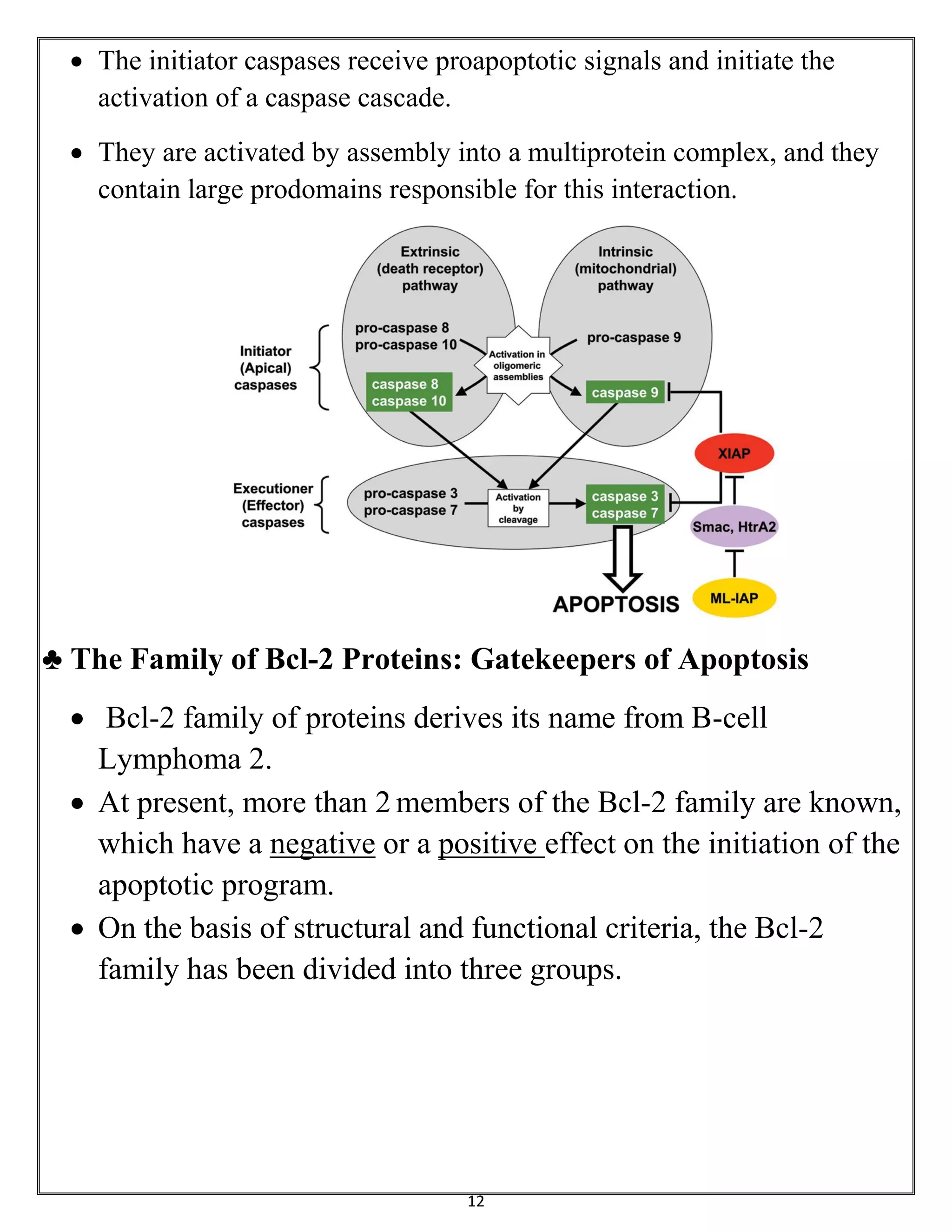 12
 The initiator caspases receive proapoptotic signals and initiate the
activation of a caspase cascade.
 They are activated by assembly into a multiprotein complex, and they
contain large prodomains responsible for this interaction.
♣ The Family of Bcl-2 Proteins: Gatekeepers of Apoptosis
 Bcl-2 family of proteins derives its name from B-cell
Lymphoma 2.
 At present, more than 2 members of the Bcl-2 family are known,
which have a negative or a positive effect on the initiation of the
apoptotic program.
 On the basis of structural and functional criteria, the Bcl-2
family has been divided into three groups.
 