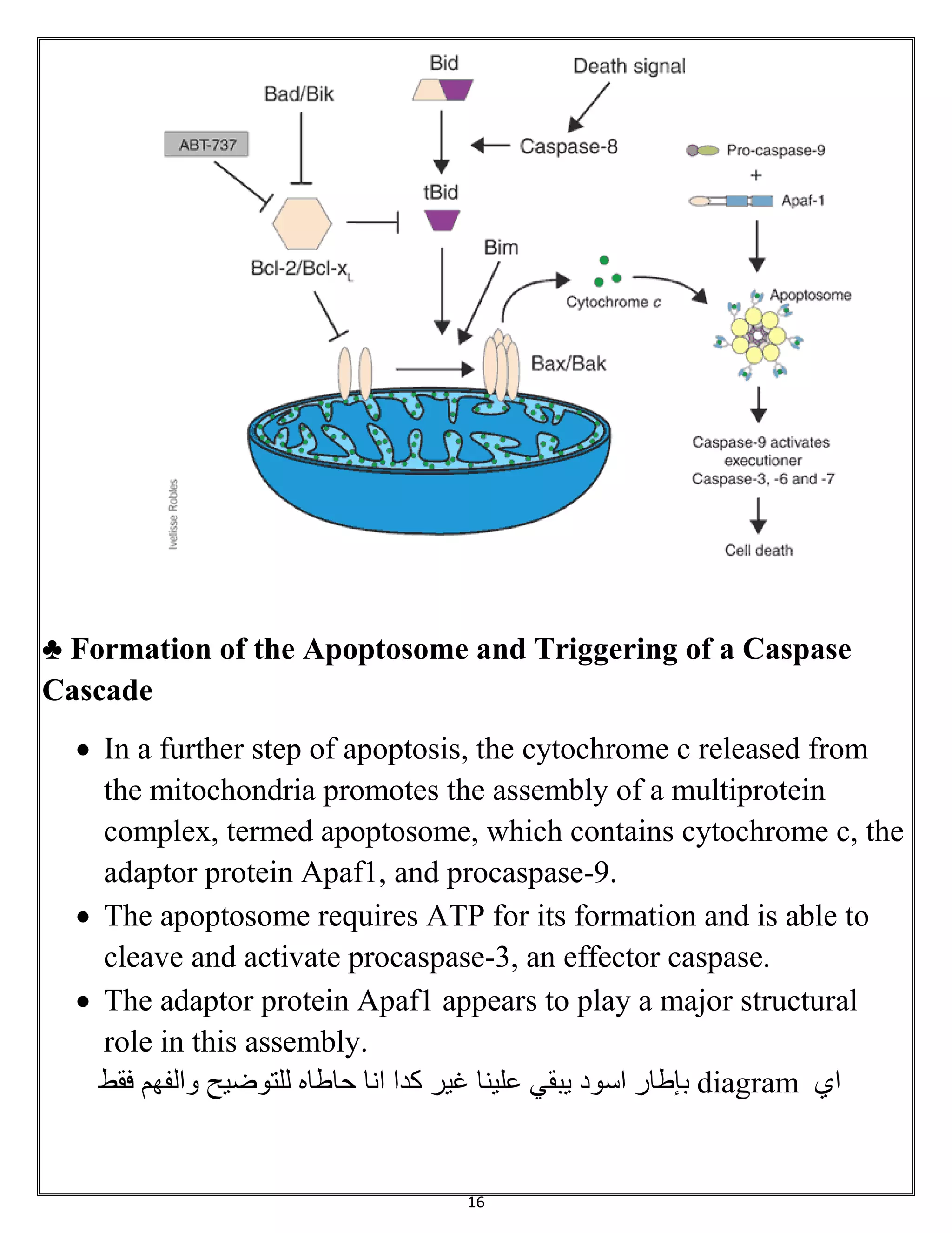 16
♣ Formation of the Apoptosome and Triggering of a Caspase
Cascade
 In a further step of apoptosis, the cytochrome c released from
the mitochondria promotes the assembly of a multiprotein
complex, termed apoptosome, which contains cytochrome c, the
adaptor protein Apaf1, and procaspase-9.
 The apoptosome requires ATP for its formation and is able to
cleave and activate procaspase-3, an effector caspase.
 The adaptor protein Apaf1 appears to play a major structural
role in this assembly.
‫ا‬‫ي‬diagram‫ب‬‫إ‬‫ط‬‫ا‬‫ر‬‫ا‬‫س‬‫و‬‫د‬‫ي‬‫ب‬‫ق‬‫ي‬‫ع‬‫ل‬‫ي‬‫ن‬‫ا‬‫غ‬‫ي‬‫ر‬‫ك‬‫د‬‫ا‬‫ا‬‫ن‬‫ا‬‫ح‬‫ا‬‫ط‬‫ا‬‫ه‬‫ل‬‫ل‬‫ت‬‫و‬‫ض‬‫ي‬‫ح‬‫و‬‫ا‬‫ل‬‫ف‬‫ه‬‫م‬‫ف‬‫ق‬‫ط‬
 