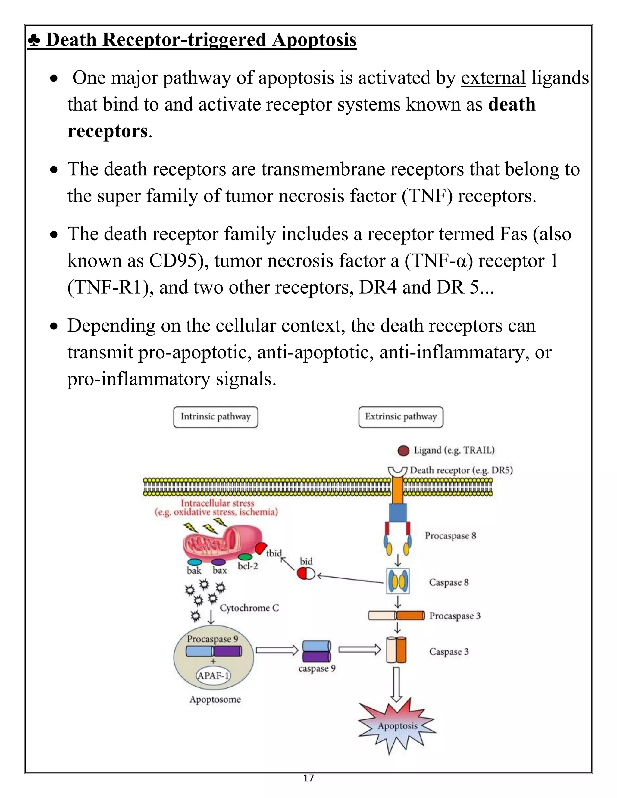 17
♣ Death Receptor-triggered Apoptosis
 One major pathway of apoptosis is activated by external ligands
that bind to and activate receptor systems known as death
receptors.
 The death receptors are transmembrane receptors that belong to
the super family of tumor necrosis factor (TNF) receptors.
 The death receptor family includes a receptor termed Fas (also
known as CD95), tumor necrosis factor a (TNF-α) receptor 1
(TNF-R1), and two other receptors, DR4 and DR 5...
 Depending on the cellular context, the death receptors can
transmit pro-apoptotic, anti-apoptotic, anti-inflammatary, or
pro-inflammatory signals.
 