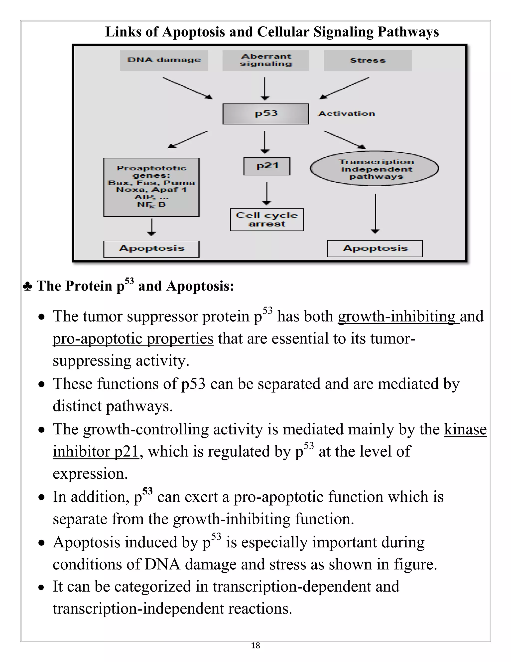 18
Links of Apoptosis and Cellular Signaling Pathways
♣ The Protein p53
and Apoptosis:
 The tumor suppressor protein p53
has both growth-inhibiting and
pro-apoptotic properties that are essential to its tumor-
suppressing activity.
 These functions of p53 can be separated and are mediated by
distinct pathways.
 The growth-controlling activity is mediated mainly by the kinase
inhibitor p21, which is regulated by p53
at the level of
expression.
 In addition, p53
can exert a pro-apoptotic function which is
separate from the growth-inhibiting function.
 Apoptosis induced by p53
is especially important during
conditions of DNA damage and stress as shown in figure.
 It can be categorized in transcription-dependent and
transcription-independent reactions.
 