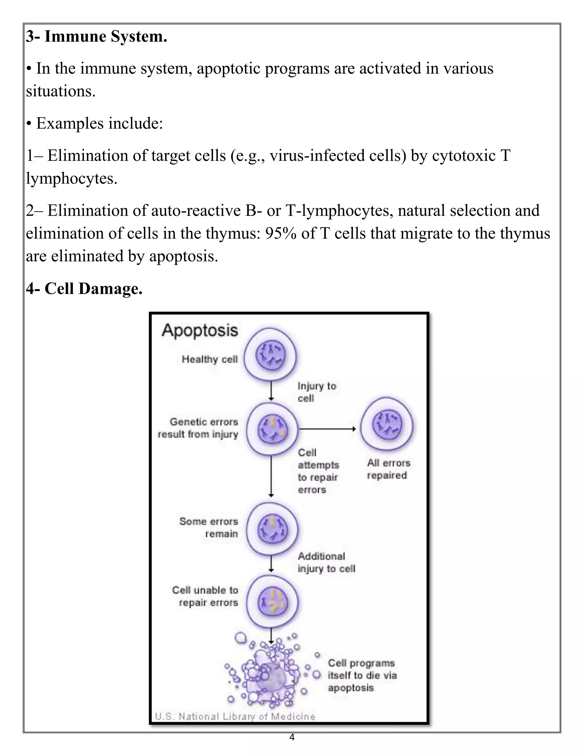 4
3- Immune System.
• In the immune system, apoptotic programs are activated in various
situations.
• Examples include:
1– Elimination of target cells (e.g., virus-infected cells) by cytotoxic T
lymphocytes.
2– Elimination of auto-reactive B- or T-lymphocytes, natural selection and
elimination of cells in the thymus: 95% of T cells that migrate to the thymus
are eliminated by apoptosis.
4- Cell Damage.
 