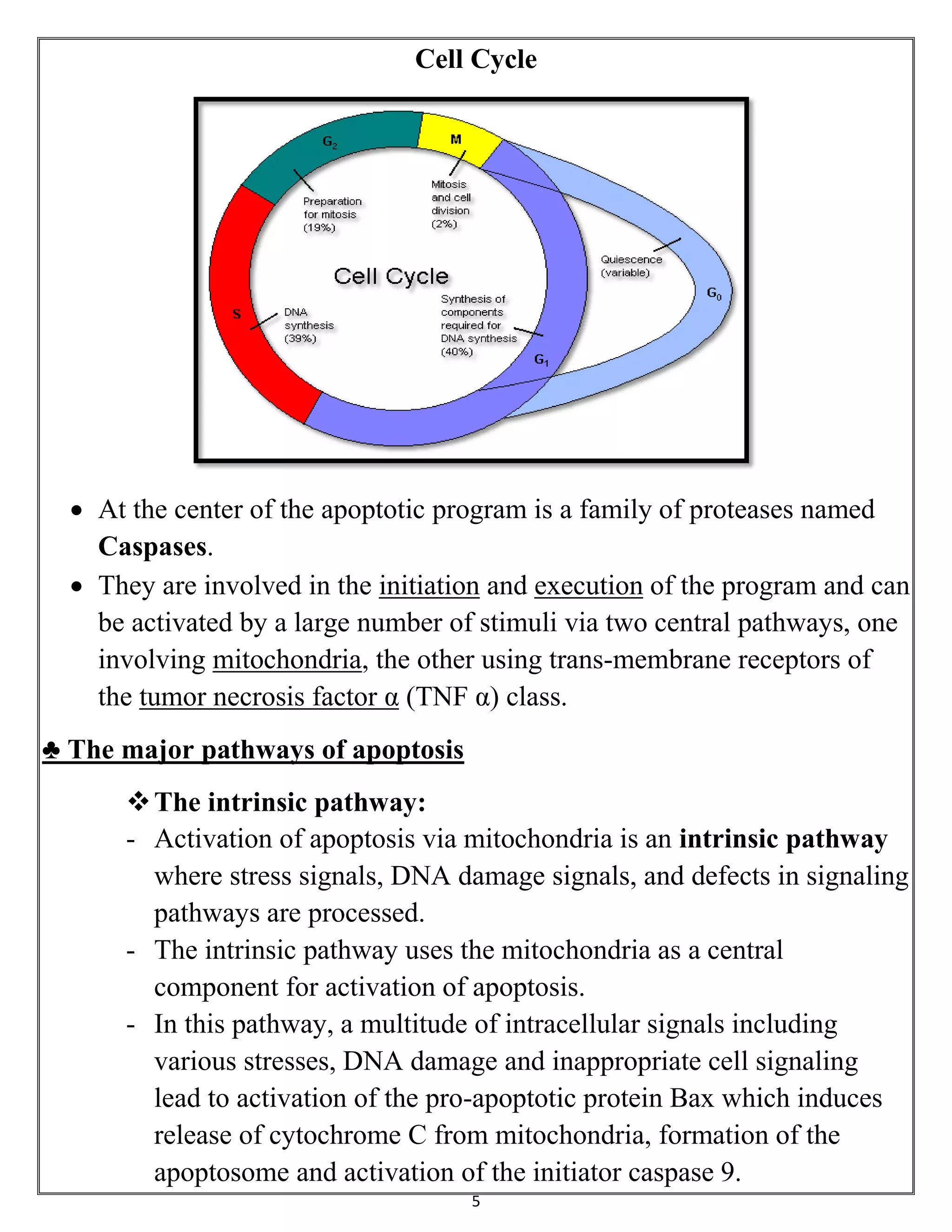 5
Cell Cycle
 At the center of the apoptotic program is a family of proteases named
Caspases.
 They are involved in the initiation and execution of the program and can
be activated by a large number of stimuli via two central pathways, one
involving mitochondria, the other using trans-membrane receptors of
the tumor necrosis factor α (TNF α) class.
♣ The major pathways of apoptosis
The intrinsic pathway:
- Activation of apoptosis via mitochondria is an intrinsic pathway
where stress signals, DNA damage signals, and defects in signaling
pathways are processed.
- The intrinsic pathway uses the mitochondria as a central
component for activation of apoptosis.
- In this pathway, a multitude of intracellular signals including
various stresses, DNA damage and inappropriate cell signaling
lead to activation of the pro-apoptotic protein Bax which induces
release of cytochrome C from mitochondria, formation of the
apoptosome and activation of the initiator caspase 9.
 