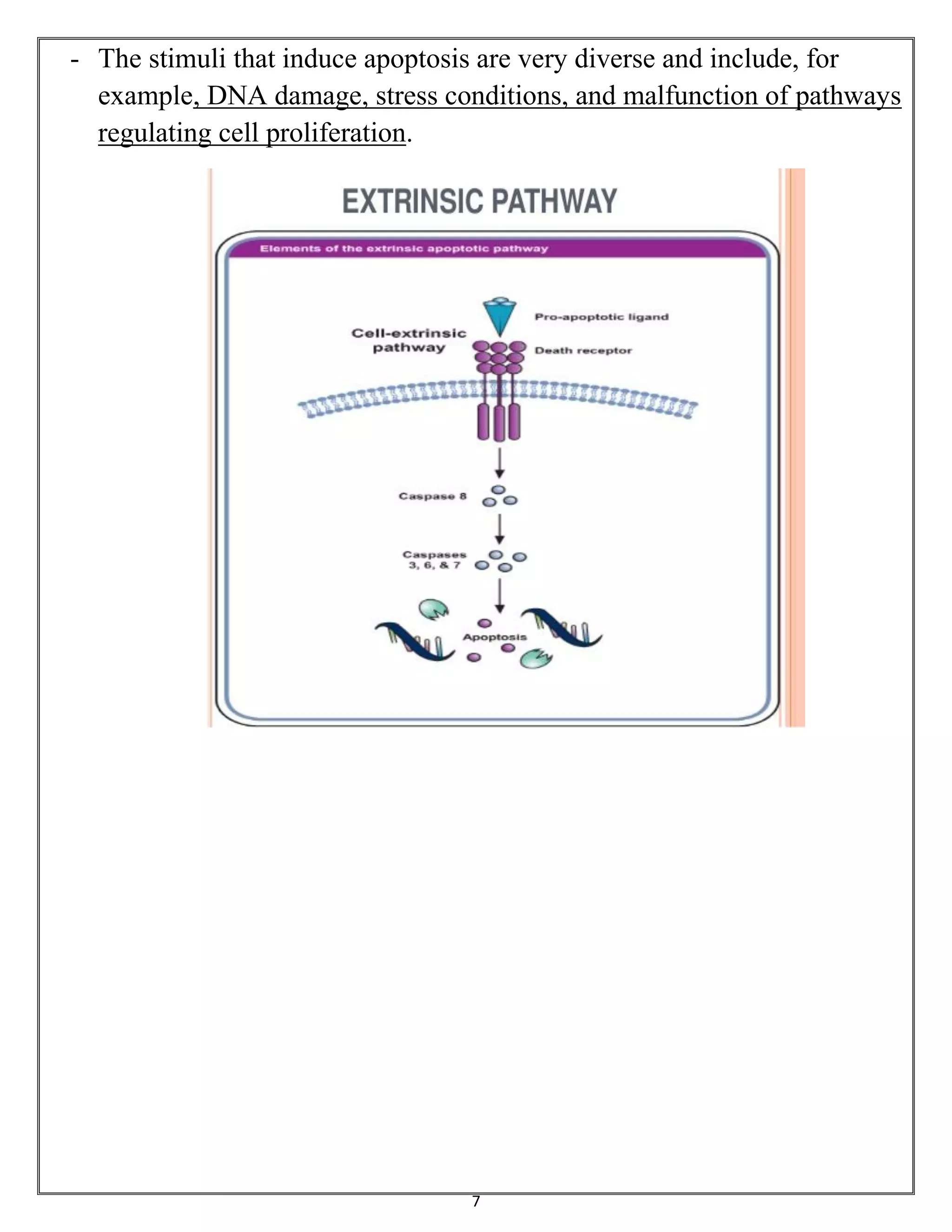 7
- The stimuli that induce apoptosis are very diverse and include, for
example, DNA damage, stress conditions, and malfunction of pathways
regulating cell proliferation.
 