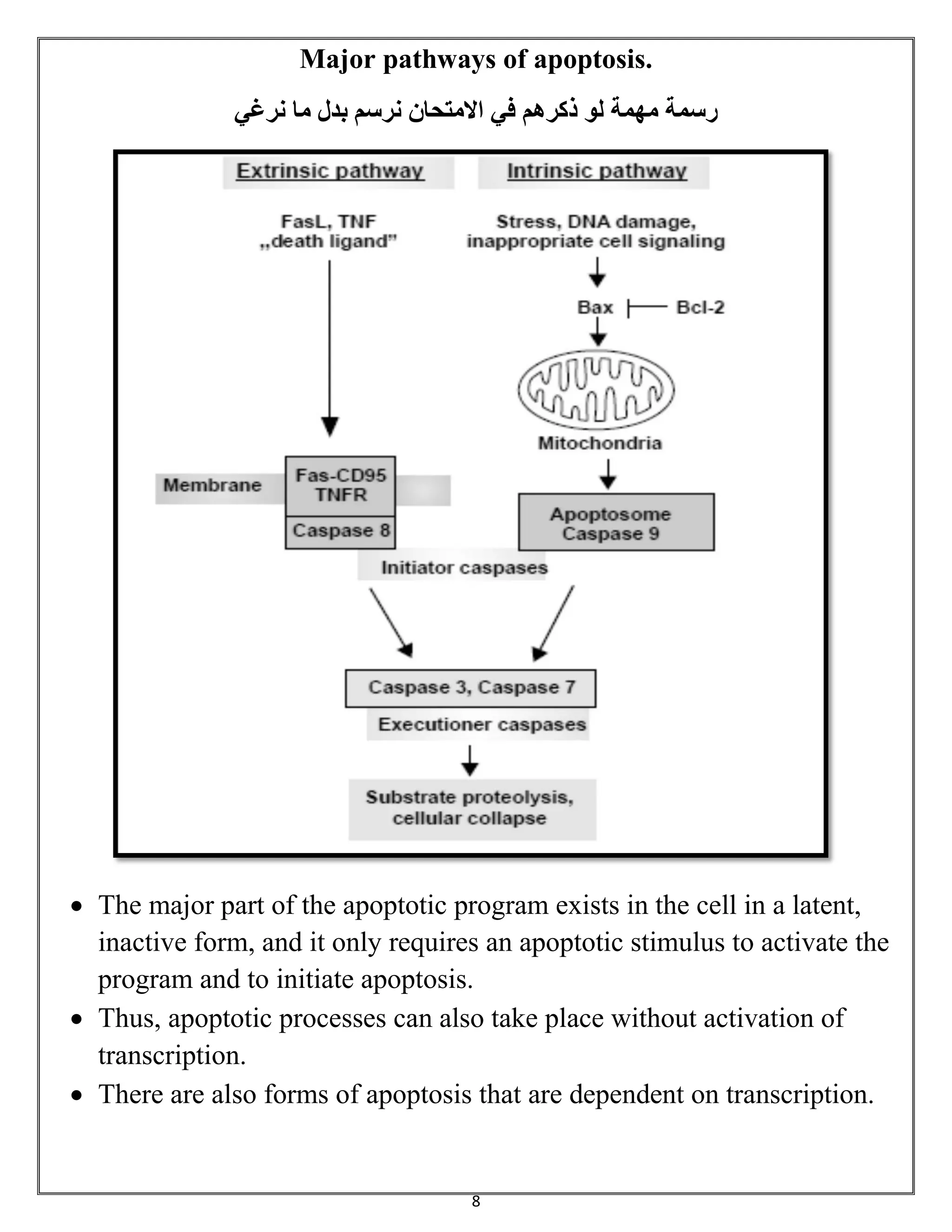 8
Major pathways of apoptosis.
‫مهمة‬ ‫رسمة‬‫في‬ ‫ذكرهم‬ ‫لو‬‫نرغي‬ ‫ما‬ ‫بدل‬ ‫نرسم‬ ‫االمتحان‬
 The major part of the apoptotic program exists in the cell in a latent,
inactive form, and it only requires an apoptotic stimulus to activate the
program and to initiate apoptosis.
 Thus, apoptotic processes can also take place without activation of
transcription.
 There are also forms of apoptosis that are dependent on transcription.
 