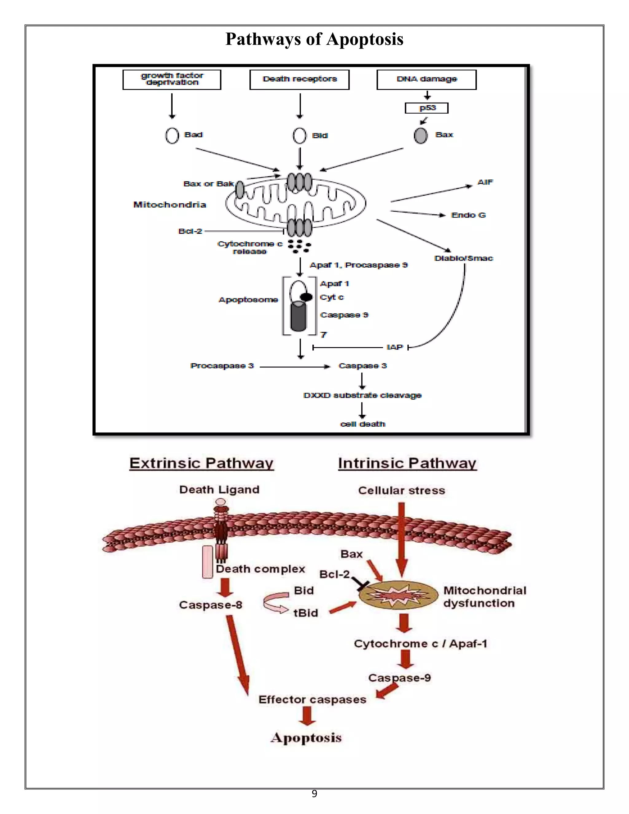9
Pathways of Apoptosis
 