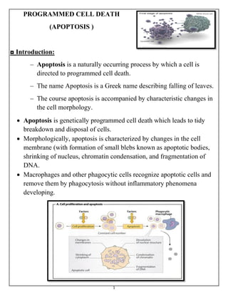 1
PROGRAMMED CELL DEATH
(APOPTOSIS )
◘ Introduction:
– Apoptosis is a naturally occurring process by which a cell is
directed to programmed cell death.
– The name Apoptosis is a Greek name describing falling of leaves.
– The course apoptosis is accompanied by characteristic changes in
the cell morphology.
 Apoptosis is genetically programmed cell death which leads to tidy
breakdown and disposal of cells.
 Morphologically, apoptosis is characterized by changes in the cell
membrane (with formation of small blebs known as apoptotic bodies,
shrinking of nucleus, chromatin condensation, and fragmentation of
DNA.
 Macrophages and other phagocytic cells recognize apoptotic cells and
remove them by phagocytosis without inflammatory phenomena
developing.
 