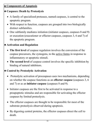 11
◘ Components of Apoptosis
♣ Caspases: Death by Proteolysis
 A family of specialized proteases, named caspases, is central to the
apoptotic program.
 With respect to function, caspases are grouped into two biologically
distinct subfamilies.
 One subfamily mediates initiation (initiator caspases, caspases 8 and 9)
or execution (executioner or effector caspases, caspases 3, 6 and 7) of
the apoptotic program.
♣ Activation and Regulation
 The first level of caspase regulation involves the conversion of the
caspase precursors, the zymogens, to the active forms in response to
inflammatory or apoptotic stimuli.
 The second level of caspase control involves the specific inhibition by
binding of natural inhibitors.
♣ Control by Proteolytic Activation
 Proteolytic activation of procaspases uses two mechanisms, depending
on whether the caspase functions as an effector caspase (caspases 3, 6
and 7) or as an initiator caspase (caspases 8 and 9).
 Initiator caspases are the first to be activated in response to a
proapoptotic stimulus and are responsible for activating the effector
caspases by limited proteolysis.
 The effector caspases are thought to be responsible for most of the
substrate proteolysis observed during apoptosis.
 By digesting central proteins, the effector caspases direct the cell to
death.
 