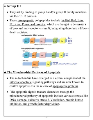 14
♦ Group III
 They act by binding to group I and/or group II family members
via their BH3 domain.
 These pro-apoptotic polypeptides include the Bid, Bad, Bim,
Noxa and Puma and proteins, which are thought to be sensors
of pro- and anti-apoptotic stimuli, integrating these into a life-or-
death decision.
♣ The Mitochondrial Pathway of Apoptosis
 The mitochondria have emerged as a central component of the
intrinsic apoptotic signaling pathways and are now known to
control apoptosis via the release of apoptogenic proteins.
 The apoptotic signals that are channeled through the
mitochondrial pathway of apoptosis include various stresses like
DNA damage, oxidative stress, UV radiation, protein kinase
inhibition, and growth factor deprivation.
 