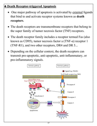 17
♣ Death Receptor-triggered Apoptosis
 One major pathway of apoptosis is activated by external ligands
that bind to and activate receptor systems known as death
receptors.
 The death receptors are transmembrane receptors that belong to
the super family of tumor necrosis factor (TNF) receptors.
 The death receptor family includes a receptor termed Fas (also
known as CD95), tumor necrosis factor a (TNF-α) receptor 1
(TNF-R1), and two other receptors, DR4 and DR 5...
 Depending on the cellular context, the death receptors can
transmit pro-apoptotic, anti-apoptotic, anti-inflammatary, or
pro-inflammatory signals.
 