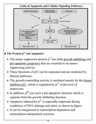 18
Links of Apoptosis and Cellular Signaling Pathways
♣ The Protein p53
and Apoptosis:
 The tumor suppressor protein p53
has both growth-inhibiting and
pro-apoptotic properties that are essential to its tumor-
suppressing activity.
 These functions of p53 can be separated and are mediated by
distinct pathways.
 The growth-controlling activity is mediated mainly by the kinase
inhibitor p21, which is regulated by p53
at the level of
expression.
 In addition, p53
can exert a pro-apoptotic function which is
separate from the growth-inhibiting function.
 Apoptosis induced by p53
is especially important during
conditions of DNA damage and stress as shown in figure.
 It can be categorized in transcription-dependent and
transcription-independent reactions.
 