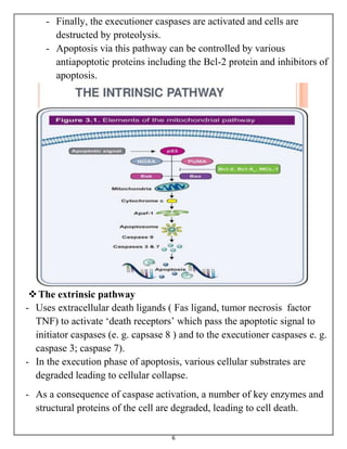 6
- Finally, the executioner caspases are activated and cells are
destructed by proteolysis.
- Apoptosis via this pathway can be controlled by various
antiapoptotic proteins including the Bcl-2 protein and inhibitors of
apoptosis.
The extrinsic pathway
- Uses extracellular death ligands ( Fas ligand, tumor necrosis factor
TNF) to activate ‘death receptors’ which pass the apoptotic signal to
initiator caspases (e. g. capsase 8 ) and to the executioner caspases e. g.
caspase 3; caspase 7).
- In the execution phase of apoptosis, various cellular substrates are
degraded leading to cellular collapse.
- As a consequence of caspase activation, a number of key enzymes and
structural proteins of the cell are degraded, leading to cell death.
 