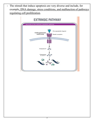 7
- The stimuli that induce apoptosis are very diverse and include, for
example, DNA damage, stress conditions, and malfunction of pathways
regulating cell proliferation.
 
