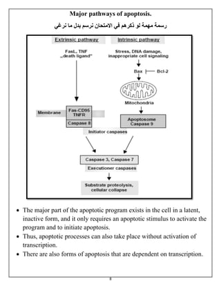 8
Major pathways of apoptosis.
‫مهمة‬ ‫رسمة‬‫في‬ ‫ذكرهم‬ ‫لو‬‫نرغي‬ ‫ما‬ ‫بدل‬ ‫نرسم‬ ‫االمتحان‬
 The major part of the apoptotic program exists in the cell in a latent,
inactive form, and it only requires an apoptotic stimulus to activate the
program and to initiate apoptosis.
 Thus, apoptotic processes can also take place without activation of
transcription.
 There are also forms of apoptosis that are dependent on transcription.
 