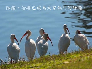 防癌、治癌已成為大家熱門的話題。
 