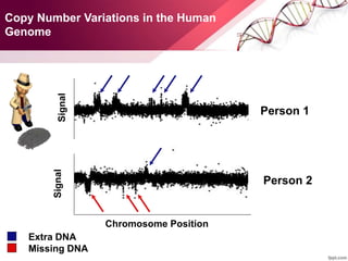 Copy Number Variations in the Human
Genome
Chromosome Position
Person 1
Person 2
SignalSignal
Extra DNA
Missing DNA
 