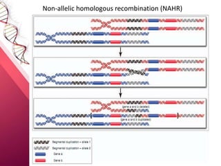 Non-allelic homologous recombination (NAHR)
 
