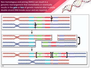 Non-homologous end joining (NHEJ) can result in a
genomic rearrangement that immediately or eventually
results in the or of genetic material after multiple
double-strand DNA breaks occur and are repaired.
 
