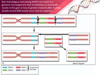 Non-homologous end joining (NHEJ) can result in a
genomic rearrangement that immediately or eventually
results in the gain or loss of genetic material after multiple
double-strand DNA breaks occur and are repaired.
 