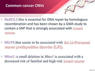 Common cancer CNVs
:this is essential for DNA repair by homologous
recombination and has been shown by a GWA study to
contain a SNP that is strongly associated with
.
that seems to be associated with
a small deletion in Mtus1 is associated with a
decreased risk of familial and high-risk
 