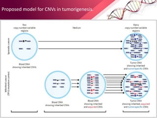 Proposed model for CNVs in tumorigenesis.
 