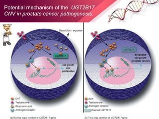 Potential mechanism of the UGT2B17
CNV in prostate cancer pathogenesis.
 
