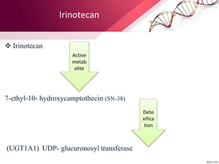 Irinotecan
 Irinotecan
7-ethyl-10- hydroxycamptothecin (SN-38)
(UGT1A1) UDP- glucuronosyl transferase
Active
metab
olite
Deto
xifica
tion
 